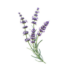 Obraz premium Lavender flowers watercolor vintage style illustration. Organic Lavandula herb stems with buds and green leaves close up botanical illustration. Medicinal and aroma lavender herb on white background