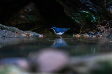 Siberian blue robin (Larvivora cyane) is a small passerine bird