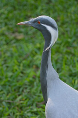 Fototapeta premium Demoiselle Crane - Anthropoides virgo