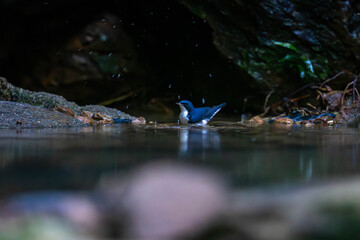 Siberian blue robin (Larvivora cyane) is a small passerine bird