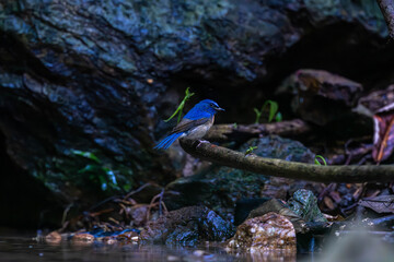 Siberian blue robin (Larvivora cyane) is a small passerine bird