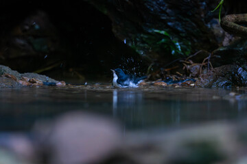 Siberian blue robin (Larvivora cyane) is a small passerine bird