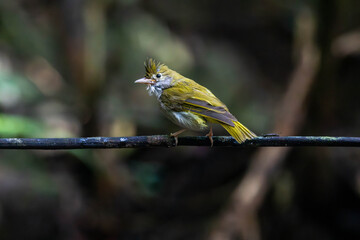 white-bellied erpornis or simply erpornis is a species of bird