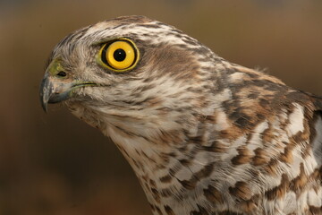 A female Eurasian Sparrowhawk - Accipiter nisus