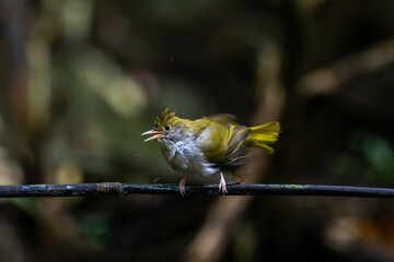 white-bellied erpornis or simply erpornis is a species of bird