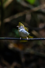 white-bellied erpornis or simply erpornis is a species of bird