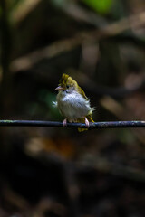 white-bellied erpornis or simply erpornis is a species of bird