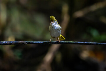 white-bellied erpornis or simply erpornis is a species of bird