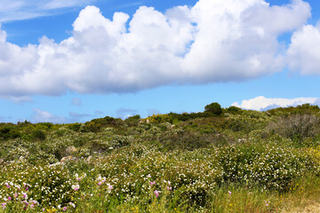 Natural scene of Mediterranean coastal vegetation with white floral bushes and vibrant greenery during a bright sunny spring day outdoors