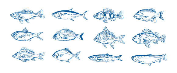 Hand drawn fish vector collection set,  Whimsical drawing fish , outline sketch food elements vector illustration for design menu, banner, label, packaging, branding, advertising, posters  © Tanatphong