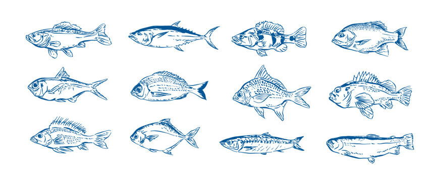 Hand drawn fish vector collection set,  Whimsical drawing fish , outline sketch food elements vector illustration for design menu, banner, label, packaging, branding, advertising, posters	