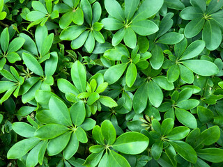 green leaves wall background, leaf wall nature background