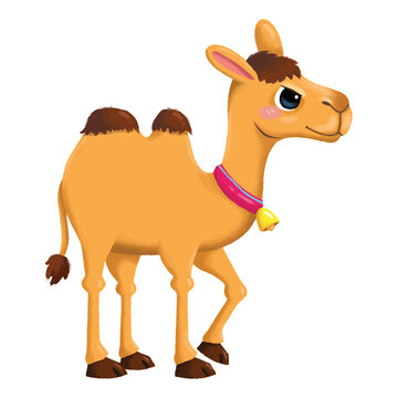 Cute cartoon camel animal illustration isolated on white background