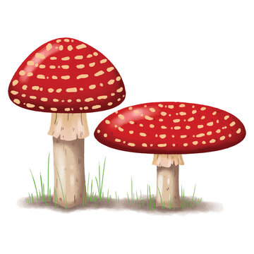 agaric mushrooms with bright red caps growing in green forest grass