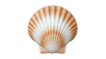 Single Scallop Shell