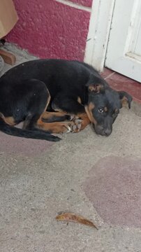 Playful Black and Tan Puppy Chewing Toy and Exploring Outdoor Patio