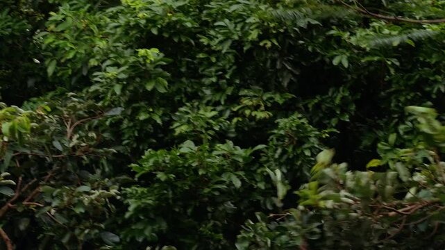 Monkey Mid Jump Through Blurred Green Canopy Captured in Dynamic Motion with Strong Motion Blur Effect, Wildlife Action Concept