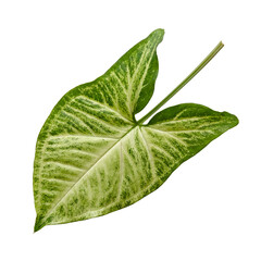Obraz premium Arrowhead plant single leaf isolated.