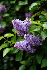 Obraz premium Beautiful lavender lilac flowers in full bloom amidst green foliage