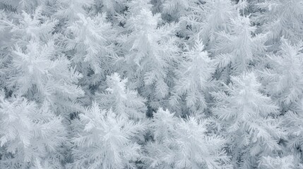 A close-up view of a snowy landscape with frosted pine trees.
