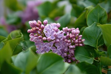 Obraz premium Vibrant lilac blooms amidst lush green foliage in springtime garden