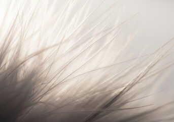 feather grass background