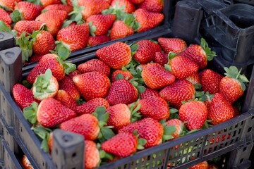 Top view of fresh organic strawberries neatly packed in containers, vibrant red berries symbolizing healthy nutrition, local farming, food retail and seasonal produce.