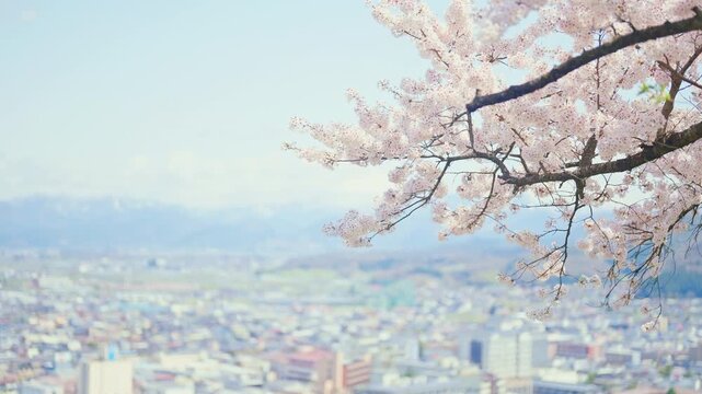 Tendo Park or Maizuru Park with Sakura Cherry Blossom in Spring season, landmark popular for tourist attractions in Yamagata prefecture, Tohoku, Japan