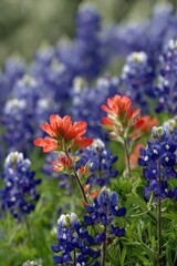 Obraz premium Vibrant bluebonnets and indian paintbrush in blooming meadow