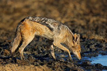 A black-backed jackal (Canis mesomelas) at a muddy waterhole, Kalahari desert, South Africa