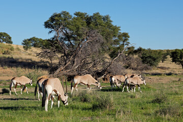 Small herd of gemsbok antelopes (Oryx gazella) feeding in natural habitat, Kalahari desert, South Africa