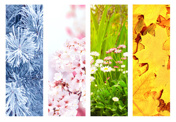 Set of nature banners depicting natural world. Four season of year. Each one features scene of nature, from snow of winter to vibrant leaves of fall. Perfect  for showcasing of changing seasons
