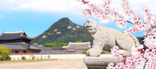 Sakura blossoming spring season. Horizontal banner with branch of blooming sakura, stone statue of mythical creature and ancient pavilion, Gyeongbokgung palace complex, Seoul, South Korea