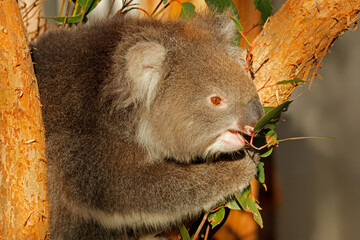 Portrait of a cute koala (Phascolarctos cinereus) sitting in a tree, South Australia
