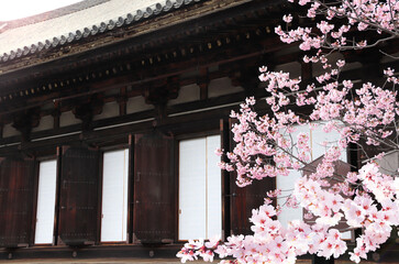 Ancient pavilion with wooden window shutters and branch of sakura with pink flowers near to Main Hall of Sanjusangendo (Rengeo-in) Buddhist Temple in Kyoto, Japan. Spring time, Cherry blossom season