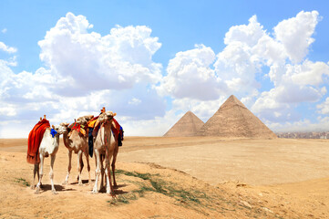 Camels and pyramids of Chephren and Cheops, Cairo, Egypt. Great Pyramids and three camels in a colorful horse-clothes in Giza complex. Topic of summer travel, trip abroad on vacation, cruises, tours