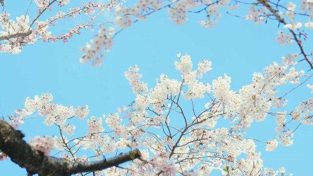 beautiful Spring day, Cherry blossom with bird against blue sky in park, Somei Yoshino Sakura blooming in sunshine day. Japan Travel background, template and wallpaper for spring season and Hanami