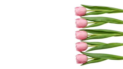 Five Pink Tulips with Green Leaves on White Background
