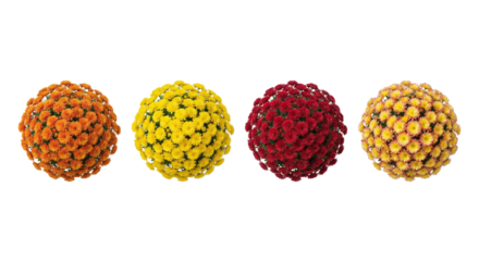 Four Round Chrysanthemum Flower Balls in Autumn Colors on White Background