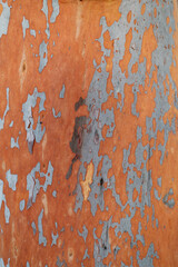 Red gum tree with much of the outer bark fallen off exposing bright orange surface of the trunk and branches