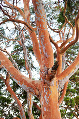 Red gum tree with much of the outer bark fallen off exposing bright orange surface of the trunk and branches