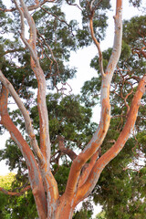 Red gum tree with much of the outer bark fallen off exposing bright orange surface of the trunk and branches