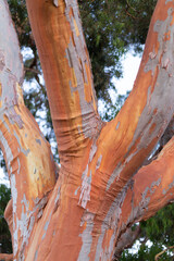 Red gum tree with much of the outer bark fallen off exposing bright orange surface of the trunk and branches