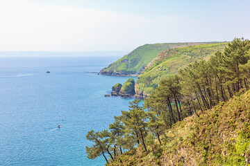 Pine trees on a rocky shoreline in the summer