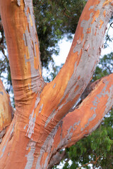 Red gum tree with much of the outer bark fallen off exposing bright orange surface of the trunk and branches