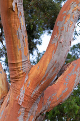 Red gum tree with much of the outer bark fallen off exposing bright orange surface of the trunk and branches