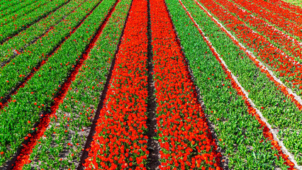 Aerial drone view of tulip flowers fields background in spring season, bulbfields and tulips blossoming in springtime, traditional dutch agriculture landscape, Lisse, South Holland, the Netherlands