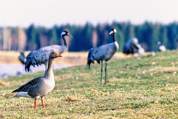 Greylag goose with cranes on a meadow at springtime