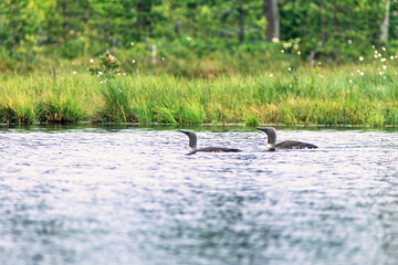 Pair of loon swimming in a forest lake a summer morning