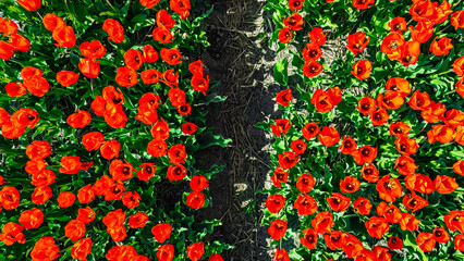 Aerial drone view of tulip flowers fields background in spring season, bulbfields and tulips blossoming in springtime, traditional dutch agriculture landscape, Lisse, South Holland, the Netherlands